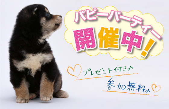 きくちスマイル動物病院