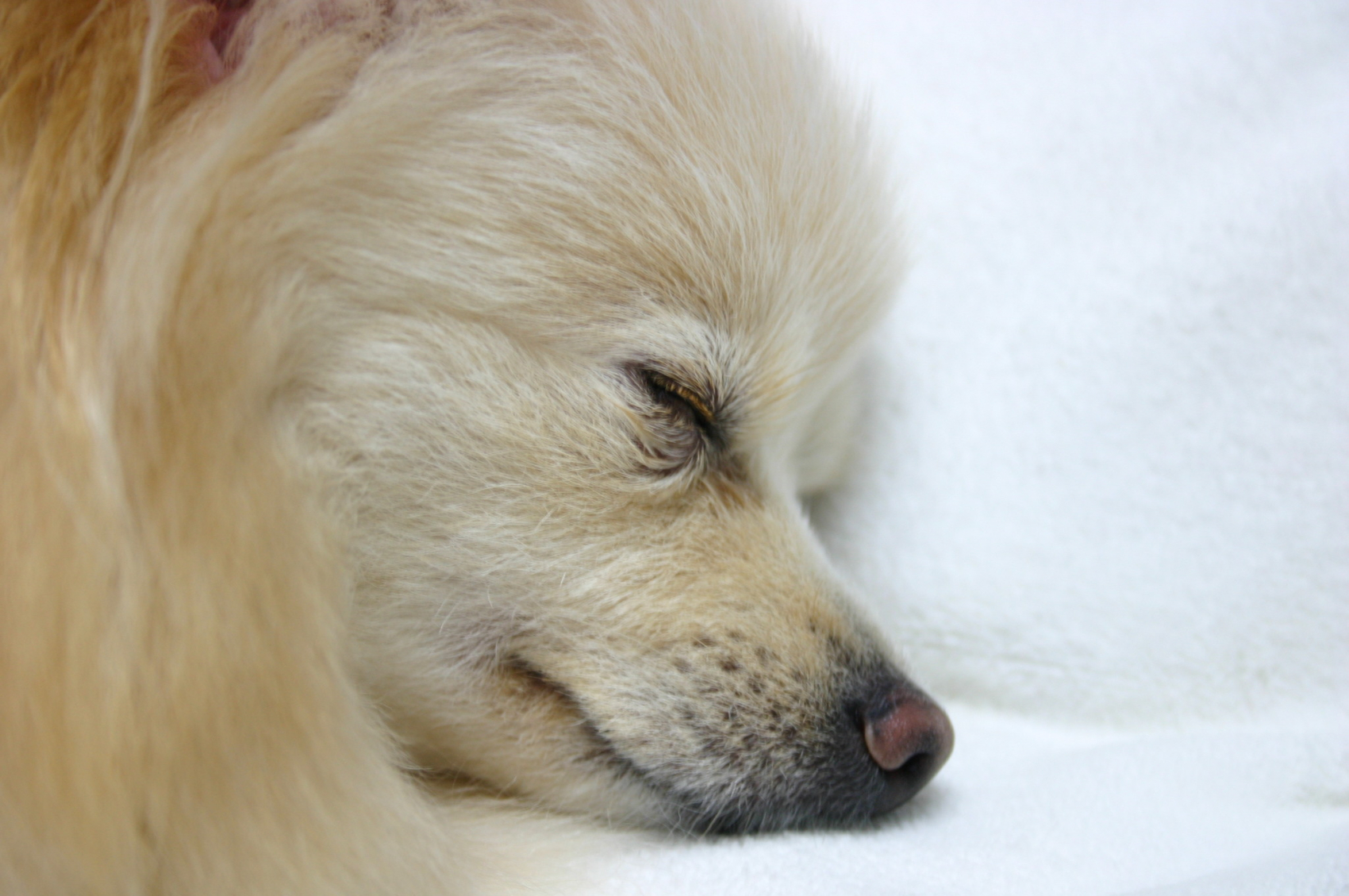 つかもと動物病院