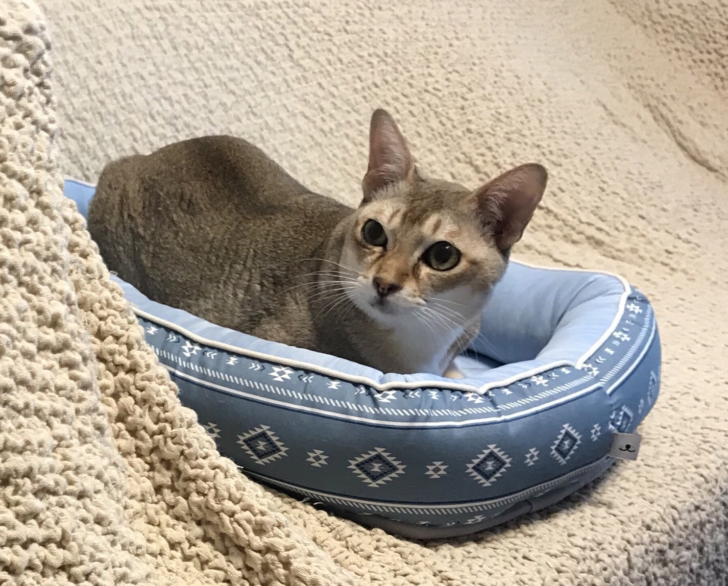 あいあいペットクリニック